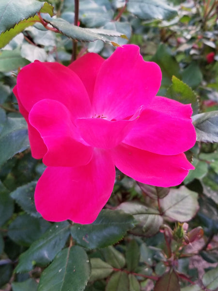 Garden pics and sale