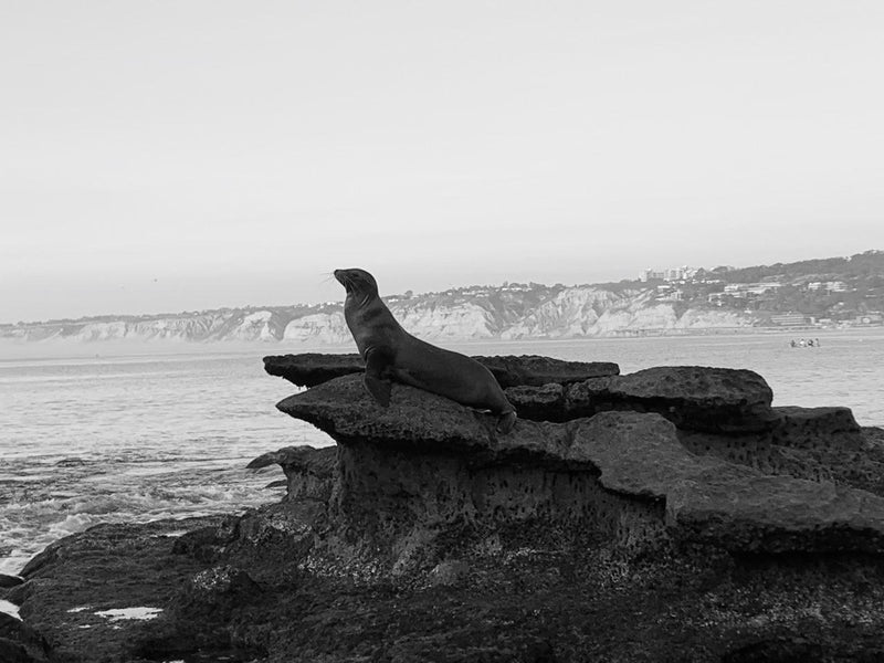 Greetings from La Jolla cove!