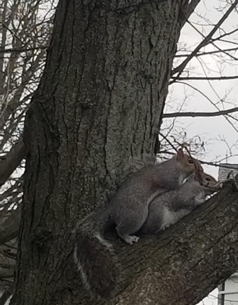 Squirreling Around