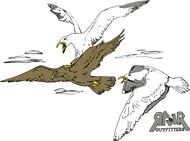 Seagulls Attack Shirt